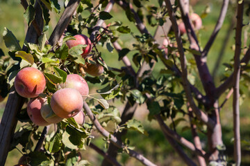 bunch of apples on a tree branch