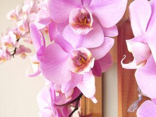 Flores de orquídeas Phalaenopsis cor-de-rosa
