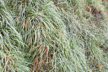 nasses Gras am Morgen vom Nebel