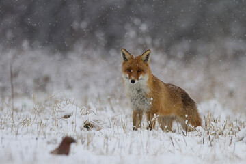 Lis rudy, lis pospolity, Vulpes vulpes, zimą w padającym śniegu © Michal Przystas