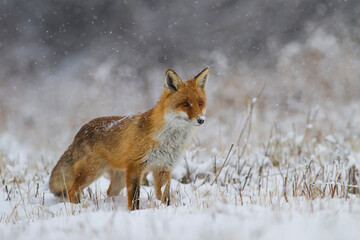 Lis rudy, lis pospolity, Vulpes vulpes, zimą w padającym śniegu