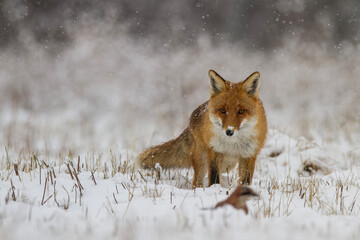 Lis rudy, lis pospolity, Vulpes vulpes, zimą w padającym śniegu