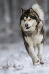 Naklejka premium Alaskan malamute