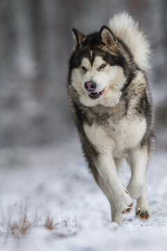 Alaskan malamute