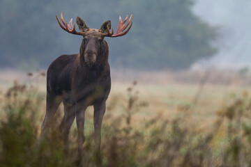 Łoś, Alces alces, moose © Michal Przystas
