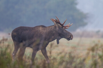 Łoś, Alces alces, moose