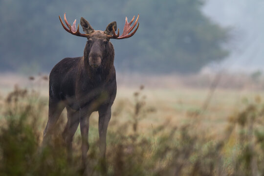 Łoś, Alces alces, moose