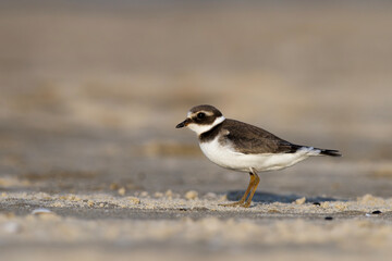 Sieweczka obrożna, lądowiec, ringed plover (Charadrius hiaticula) 