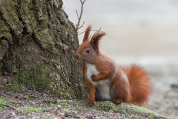 Wiewiórka pospolita (Sciurus vulgaris) © Michal Przystas