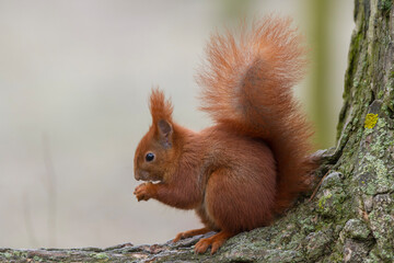 Wiewiórka pospolita (Sciurus vulgaris) © Michal Przystas