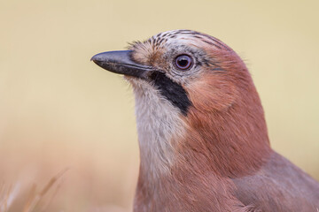 Sójka zwyczajna, Garrulus glandarius