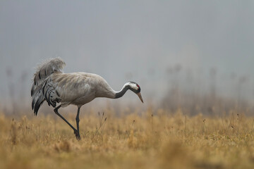 Żuraw, żuraw popielaty, żuraw szary, Grus grus