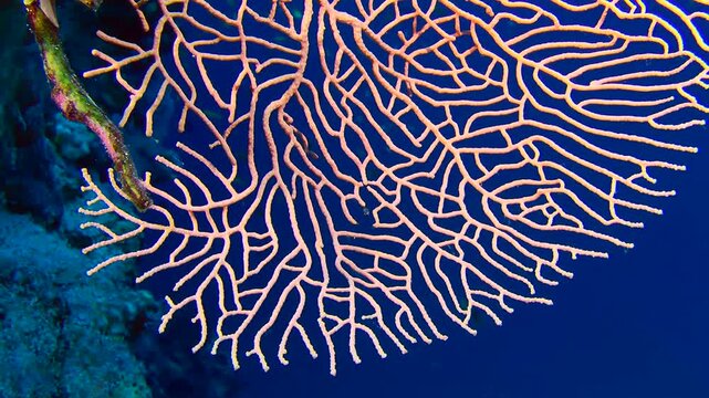Close up of a pink branch of a gorgonian coral bush against a background of dark blue water column. Gorgonian fan coral (Subergorgia mollis).