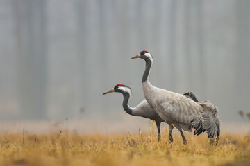 Żuraw, żuraw popielaty, żuraw szary, Grus grus © Michal Przystas