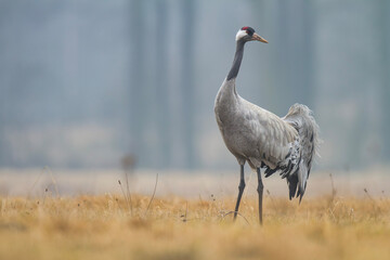 Żuraw, żuraw popielaty, żuraw szary, Grus grus © Michal Przystas