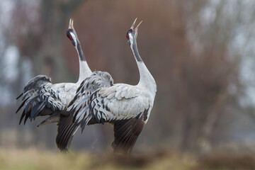 Żuraw, żuraw popielaty, żuraw szary, Grus grus © Michal Przystas