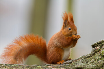 Wiewiórka pospolita (Sciurus vulgaris)