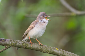 Cierniówka, pokrzewka cierniówka (Curruca communis)
