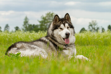 Alaskan malamute