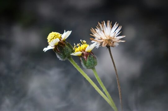 Bidens pilosa flowers growing wild among the grass