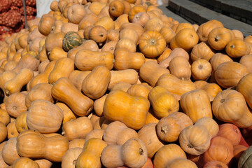 a bunch of pumpkins at the market