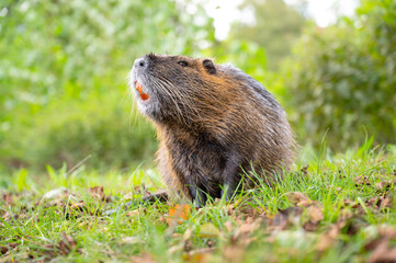 Nutria river rat, coypu herbivorous, semiaquatic rodent family Myocastoridae on the meadow,...