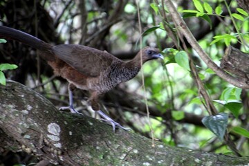 ave - aracuã escamoso - Ortalis squamata	