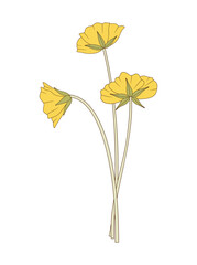 Bouquet of three yellow flowers. Bunch of blooming perennial wild plants. Botanical hand-drawn elements for design projects. Vector illustration