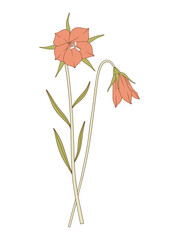 Bouquet of two bright flowers, buds, and leaves. Bunch of blooming perennial wildflowers. Botanical hand-drawn elements for design projects. Vector illustration