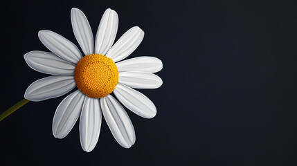 Fototapeta premium Vibrant yellow and white daisy cartoon illustration on dark background - detailed vector art design. Digital Vector Art. Illustration