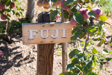 apples on tree with fuji apple sign
