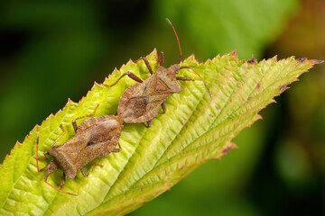 Zwei Lederwanzen (Coreus marginatus) bei der Paarung auf einem Blatt - Baden-Württemberg,...
