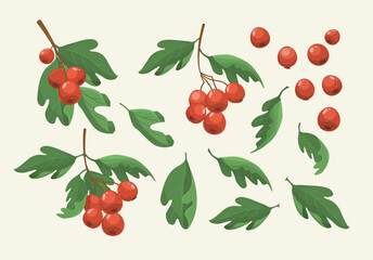 Hawthorn berries and leaves, set of floral elements, vector illustrations