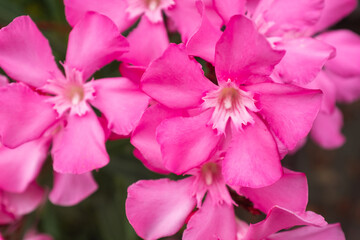 Blooming oleander with pink flowers, close-up. Flower background for publication, poster, calendar, post, screensaver, wallpaper, cover, website. High quality photo