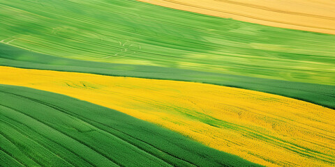 Obraz premium Aerial view of vibrant agricultural fields showcasing a mix of green and yellow crops. The fields are arranged in wavy patterns, highlighting the contrast between the lush green and the bright yellow