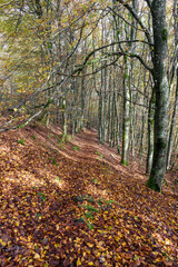 A Scenic Autumn Pathway Surrounded by Lush Woods Filled with Vibrant Colors and Serenity