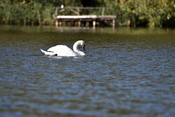 White Swan on the Lake. Mute Swan, Cygnus olor, floating on the river. beautiful majestic Swan on the Lake in sunset light, fairy tale, swan lake, beauty. bird on the water in the wild