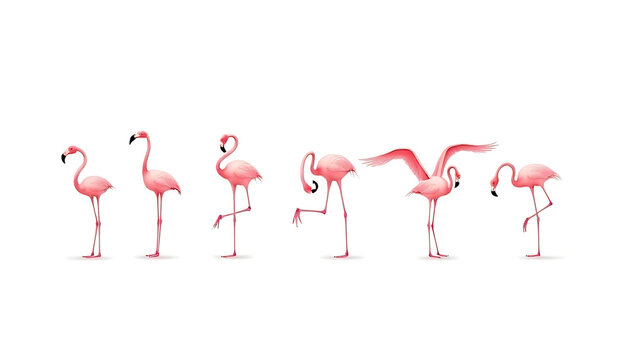 ingos in different poses on a white background- one standing on one leg, one flying, one grooming, one eating, one playing, one stretching wings.