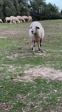 Oveja en el campo con la cabeza baja comiendo, sube la cabeza mira al frente mientras mastica, da la vuelta y se va con el resto del reba&ntilde;o. Arboles de encina. Sol y nubes, vida de campo, campi&ntilde;a