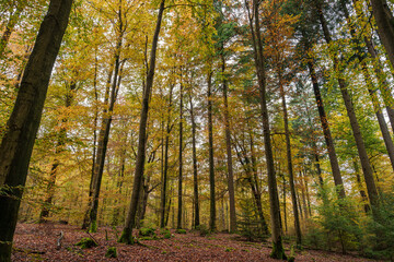 The Autumn Forest Canopy Displays Stunning Colors Above and Leaves Carpet the Ground Below