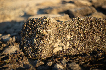 The shoreline after the tide receded revealed bottles, cans, and shells scattered on the stumps of...