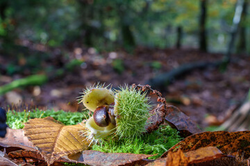 Explore the forests unique flora, including moss and chestnut trees, showcasing natures beauty