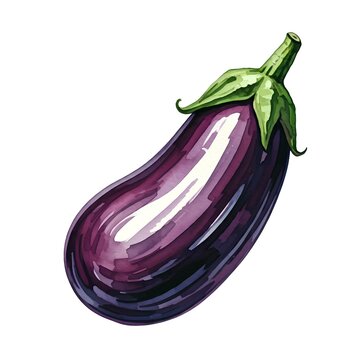 watercolor eggplant isolated on white
