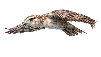 Fototapeta premium Common Potoo Bird on Transparent Background PNG, Photo Realistic, Wallpaper, Cover and Screen for Smartphone, PC, Laptop, Transparent PNG