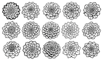 Marigold Coloring Page for Kids. Adults can enjoy line drawing too! Perfect for children's activity books or toddler fun. Isolated on white, great for early learning and creative play.