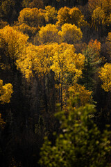 Obraz premium Autumn in Redbridge Northern Ontario