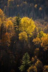 Fototapeta premium Autumn in Redbridge Northern Ontario