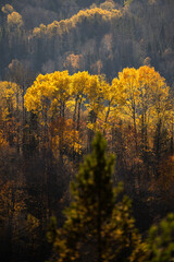 Fototapeta premium Autumn in Redbridge Northern Ontario