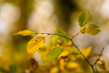 Colorful autumn leaves of trees in the park close-up, colorful background