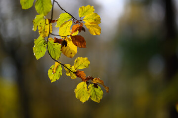 Colorful autumn leaves of trees in the park close-up, colorful background